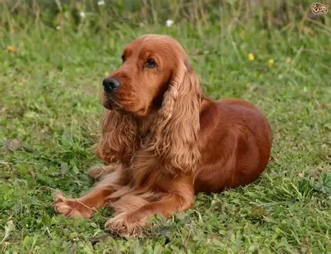 cocker spaniel with red fur