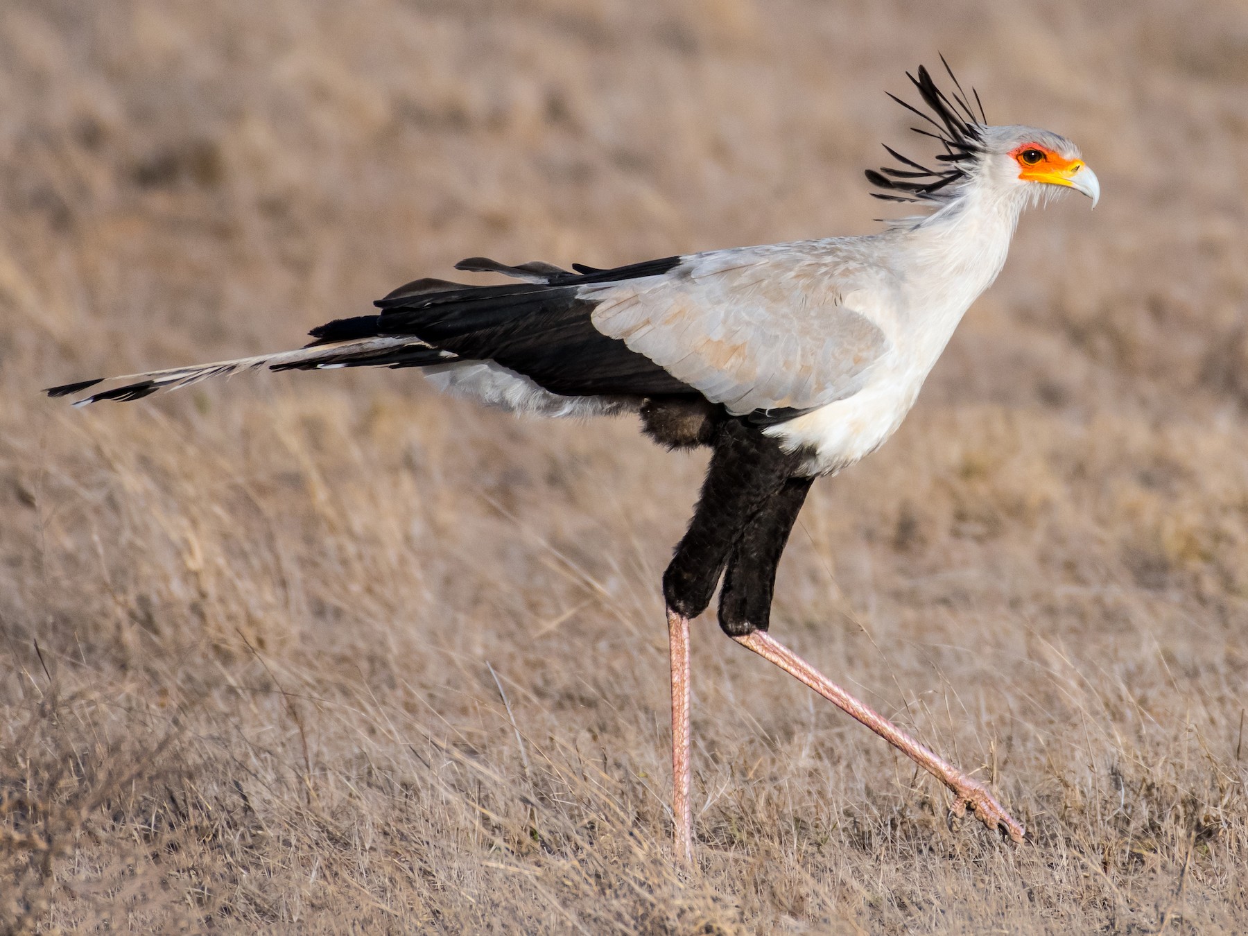 secretary bird